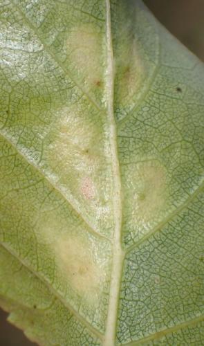 Réf. 335 524 : Fenusa pumila